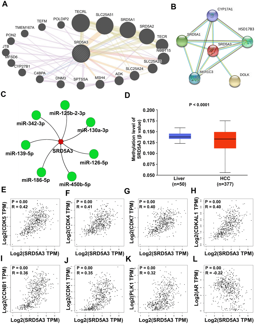 Potential molecular mechanisms behind the effects of SRD5A3. (A, B) Protein-protein interaction network between SRD5A3 and other protein-coding genes from the GeneMANIA and STRING databases. (C) Upstream microRNA of SRD5A3 from the miRNACancerMAP web-portal. (D) Methylation level of SRD5A3 from the UALCAN web portal. (E–L) Correlation analysis between CDK5, CDK4, CDK7, CDKAL1, CCNB1, CDK1, PLK1, AR and SRD5A3 in the GEPIA2 website portal. R, correlation coefficient.