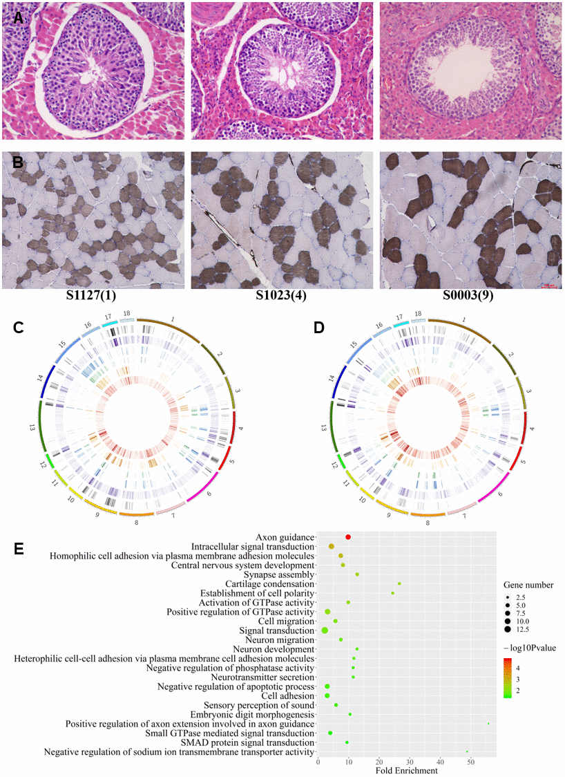 Differences among age groups. (A, B) Testis and muscle tissue sections with HE and ATPase staining, respectively. (C, D) The distribution of autosomal DMCpGs between any two age groups. From outside to inside, density plot show the results of six differential analyses under 9vs1Ymuscle, 9vs1Ytestis, 9vs4Ymuscle, 9vs4Ytestis, 4vs1Ymuscle, and 4vs1Ytestis, respectively. (E) GO terms for genes with highly dynamic CpGs which were shared in two tissue.