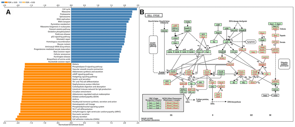 Gene set enrichment analysis of the KIAA0101 via the KEGG pathway. (A) Bar chart for gene set enrichment analysis of the KIAA0101 via the KEGG pathway. (B) KEGG pathway annotations of the cell cycle pathway (hsa04110). Red denotes leading edge genes; green denotes the remaining genes.