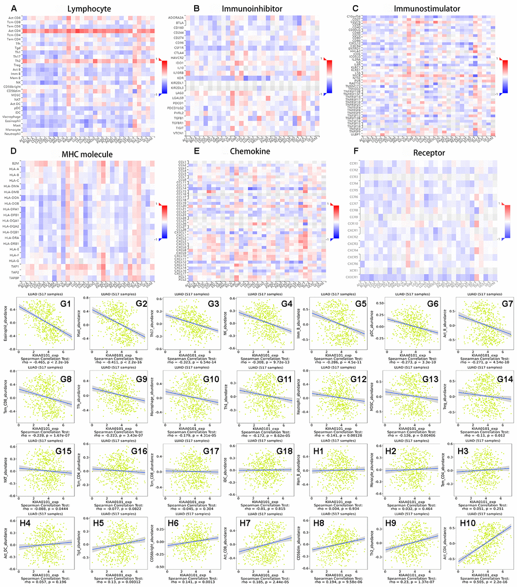 The relationship between immune infiltration and expression of KIAA0101 in lung adenocarcinoma. (A–F) Heat maps of KIAA0101 expression and lymphocytes, immunoinhibitors, immunostimulators, MHC molecules, chemokines, and receptors in different cancers. (G1–G18) are scatter plots of the negative correlation between KIAA0101 expression and lymphocytes in the treatment of lung adenocarcinoma. (H1–H10) are scatter plots of the positive correlation between KIAA0101 expression and lymphocytes in the treatment of lung adenocarcinoma.