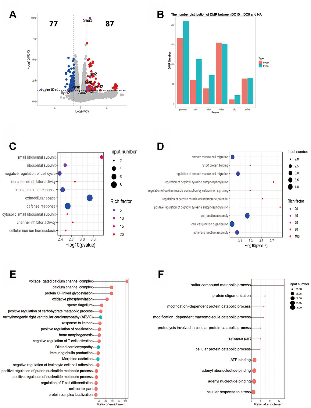 Intergroup analysis of 10-0 DCs. (A) Volcano diagram shows the genes that are differentially expressed; the gray points represent the genes that had no differential expression; the blue points represent the down-regulated genes; the red points represent the up-regulated genes. (B) Distribution of DMR in different regions of the genome. (C) Enrichment analysis of up-expressed genes. (D) Enrichment analysis of down-expressed genes. The horizontal axis indicates the significance of the enrichment (using -log10 (p value). The vertical axis indicates the enrichment. The dot size indicates the number of differentially expressed genes, and the dot gray scale or degree of darkness indicates the degree of rich factor enrichment. Here the 20 top most significant were selected in terms of p values. (E, F). DMR overlap gene pathway enrichment analysis. The results are shown by the scatter diagram. n = 3 independent experiments. (E). Gene body area (F). Promoter area (transcriptional initiation site upstream 2 kb).