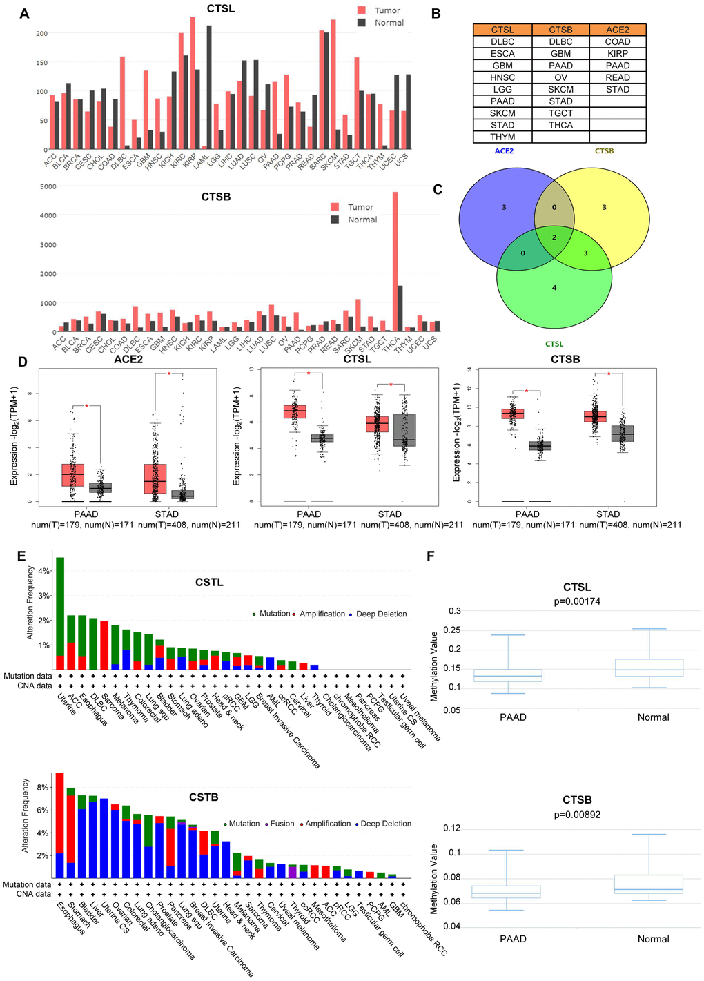 The analyses of gene variation and epigenetics of CTSL/B and ACE2 in pan-cancer. (A) The distribution of differential expression of CTSL/B in 31 types of cancers and adjacent tissues based on TCGA and Genotype-Tissue Expression (GTEx) data (GEPIA). (B) The exhibition of tumors upregulating CTSL/B and ACE2, respectively. (C) The overlap of tumors overexpressing ACE2, CTSL/B using venny 2.0.2. (D) The significant difference analysis of CTSL/B in PAAD and STAD. (E) The mutation and CNA distribution of CTSL/B in pan-cancer (cBioportal). (F) The statistical difference graphs of DNA methylation for CTSB/L in PAAD (DiseaseMeth version 2.0). p