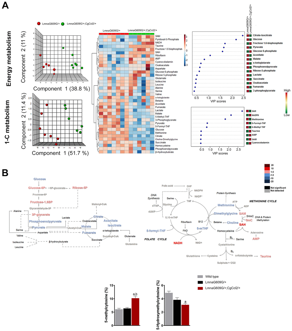 The impact of Ccl2 overexpression on the metabolic pathways associated with energy and 1-C metabolism. Metabolomic analysis of skeletal muscle from progeroid mice with (LMNAG609G/+;CGCCL2+/-) or without (LMNAG609G/+) increased Ccl2 levels revealed the metabolic impact of Ccl2 in accelerated aging. (A) From left to right, partial least square discriminant analysis (PLSDA), heatmap with hierarchical clustering and random forest analysis indicating that Ccl2 drove changes in energy and 1-C metabolism in the quadriceps muscles of the genetically modified mice. The levels of metabolites were distinct in both strains, and the variables of highest importance, according to the projection scores, were glucose, citrate, SAH and methionine. (B) Comparison of the levels of metabolite abundance from glycolysis and the CAC cycle in the quadriceps muscles were assessed by fold changes, as indicated in the legend, suggesting that Ccl2 decreased mitochondrial oxidative metabolism. (C) Dysregulation in the methionine cycle was, at least partially, the cause of the increased DNA methylcytosine levels in the LMNAG609G/+;CGCCL2+/- mice with respect to the controls and LMNAG609G/+ mice. Values are shown as the means ± SEM; apb p