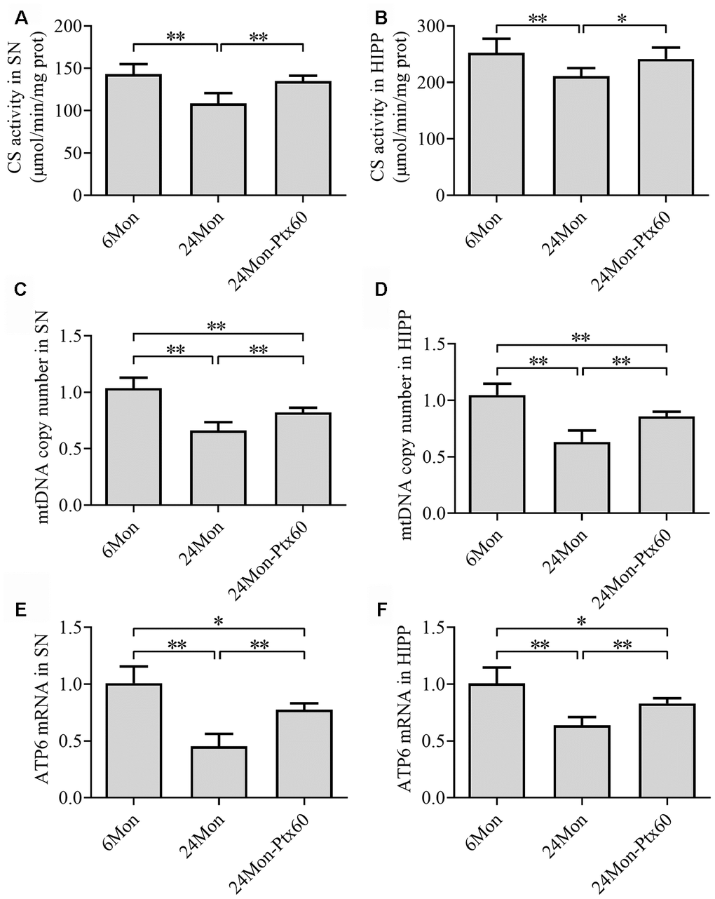 Effects of PTX treatment on mitochondrial content in the aged rat brain. (A, B) CS activity in the SN and HIPP. (C, D) mtDNA copy number in the SN and HIPP. (E, F) ATP6 mRNA levels in the SN and HIPP. Data are expressed as the mean ± S.D. (n=6 rats/group). *PP