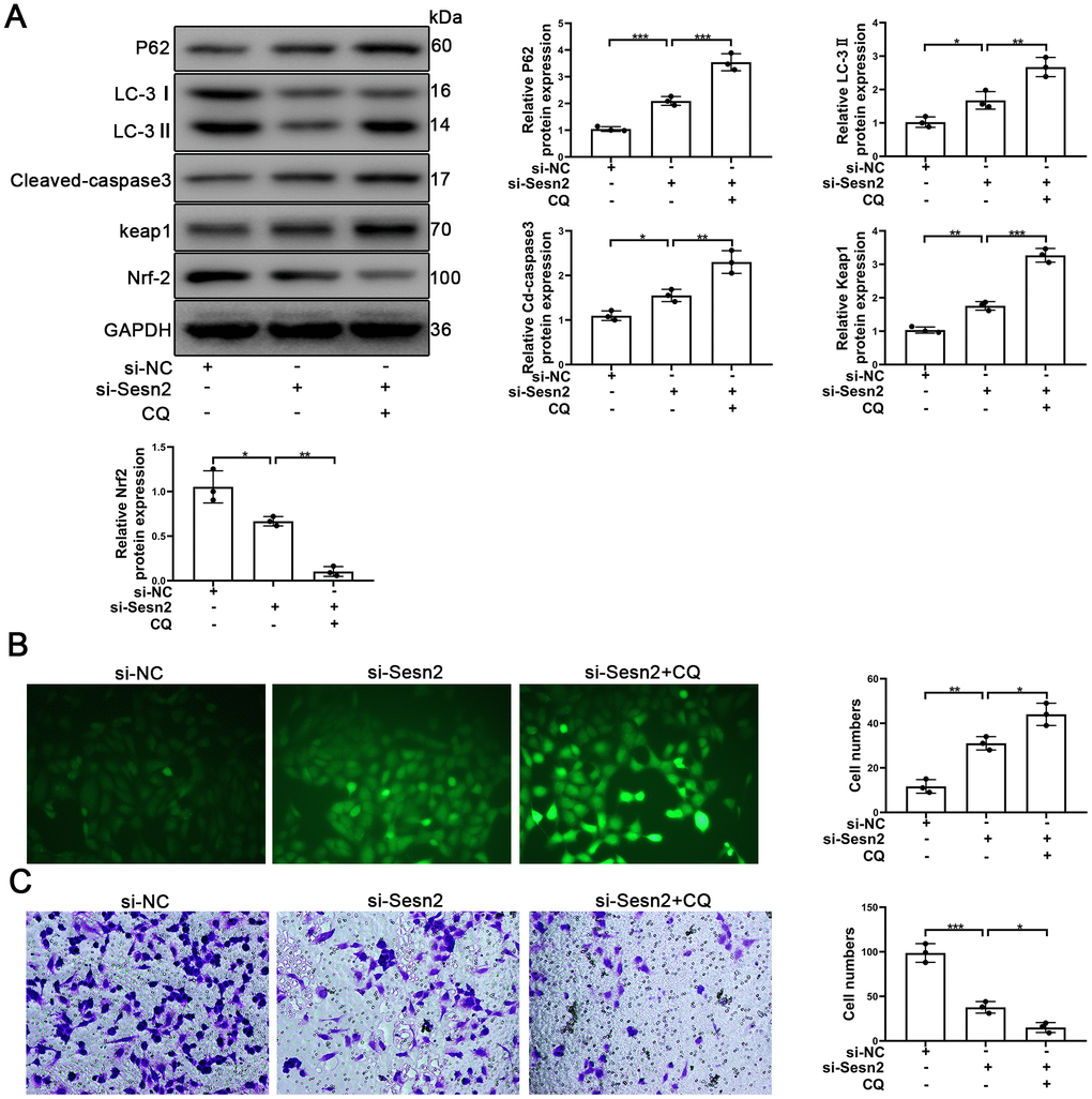 Sesn2 protected the EPCs through regulating the autophagic flux. EPCs were divided into treatment groups representing the control, si-Sesn2, and si-Sesn2 + CQ. (A) The levels of P62, LC-3, Cleaved-caspase3, Keap1, Nrf-2, and of GAPDH proteins in EPCs. (B) Measures of ROS production in EPCs were assessed by the use of fluorescent dye H2DCFDA. Scale bars = 5 μm. (C) Measures of the migration of EPCs were determined by using Transwell assays. Scale bars = 20 μm. All experiments were performed in triplicate. Scale bars = 5 μm. *p 