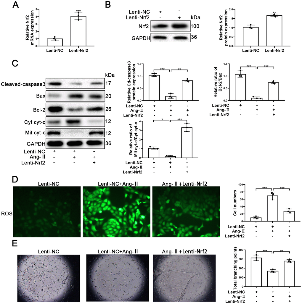 Upregulation of Nrf2 inhibited Ang-II-induced apoptosis and dysfunction of EPCs. EPCs were divided into treatment groups representative of the control, Ang-II, and Ang-II + Lenti-Nrf2. (A) The levels of Nrf2 mRNA were found to have increased significantly in EPCs transfected with Lenti-Nrf2. (B) The levels of Nrf2 proteins were found to have increased significantly in the Nrf2 samples transfected with Lenti-Nrf2. (C) The levels of for Bax, Bcl-2, Mit cyt-c, Cyto cyt-c, Cleaved-caspase 3, and GAPDH proteins in EPCs were detected by using Western blotting. (D) ROS production in EPCs was detected by the use of fluorescent dye H2DCFDA. Scale bars = 5 μm. (E) Tube formation abilities were assessed on Matrigel. All experiments were performed in triplicate. Scale bars = 5 μm. *p 