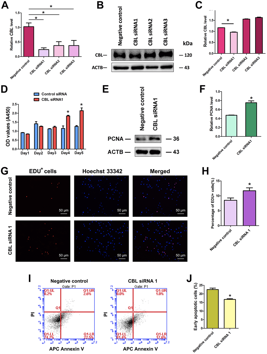 Influence of CBL silencing on the proliferation, DNA synthesis, and early apoptosis of human SSC line. (A) Real-time qPCR showed changes of CBL mRNA by CBL siRNA1, CBL siRNA2, and CBL siRNA3 in human SSC line. (B, C) Western blots revealed changes of CBL protein by CBL siRNA1, CBL siRNA2, and CBL siRNA3 in human SSC line. * denoted statistically significant differences (pD) CCK-8 assays showed the growth curve of human SSC line treated with control siRNA and CBL siRNA1 for 5 days. * indicated statistically significant differences (pE) Western blots illustrated the changes of PCNA protein in human SSC line at day 3 after transfection of control siRNA and CBL siRNA1. (F) The relative protein level of PCNA in human SSC line at day 3 after transfection of control siRNA and CBL siRNA1 through normalization to the signals of their loading control ACTB. * showed statistically significant differences (pG, H) EDU incorporation assay demonstrated the percentages of EDU-positive cells in human SSC line affected by control siRNA and CBL siRNA1. Scale bars= 50 μm. * indicated statistically significant differences (pI, J) APC Annexin V and PI staining and flow cytometry depicted the percentages of early apoptosis in human SSC line transfected with control siRNA and CBL siRNA1. * displayed statistically significant differences (p