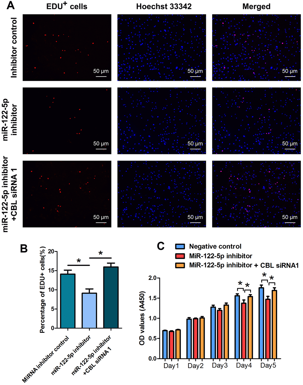 The effect of MiRNA-122-5p inhibitor and CBL silencing on DNA synthesis and proliferation of human SSC line. (A, B) EDU incorporation assay showed the percentages of EDU+ cells in human SSC line treated with miRNA inhibitor control, miRNA-122-5p inhibitor, as well as miRNA-122-5p inhibitor and CBL siRNA1. Scale bars = 50 μm. (C) CCK-8 assay showed the proliferation of human SSC line treated with miRNA inhibitor control, miRNA-122-5p inhibitor, and miRNA-122-5p inhibitor and CBL siRNA1 for 5 days. * denoted statistically significant differences in human SSC line (p