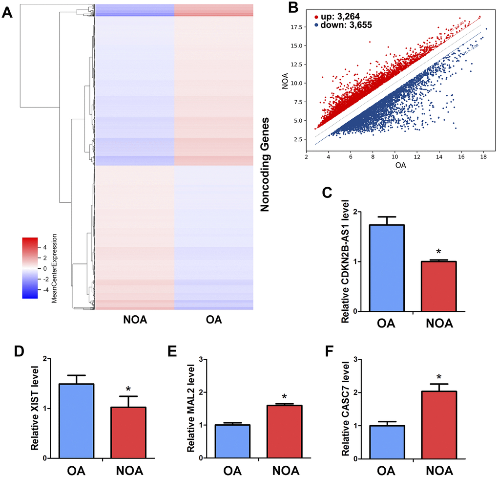 Differentially expressed LncRNAs in human spermatogonia between OA and NOA patients. (A) The cluster heat map showed lncRNAs with an expression change fold ≥2 from microarray data (pB) Scatter plot illustrated the differentially expressed lncRNAs with an expression change fold ≥2 (pC–F) Real-time qPCR revealed the different expression levels of XIST, CDKN2B-AS1, MAL2 and CASC7 in human spermatogonia between OA and NOA patients. * denoted statistically significant differences (p