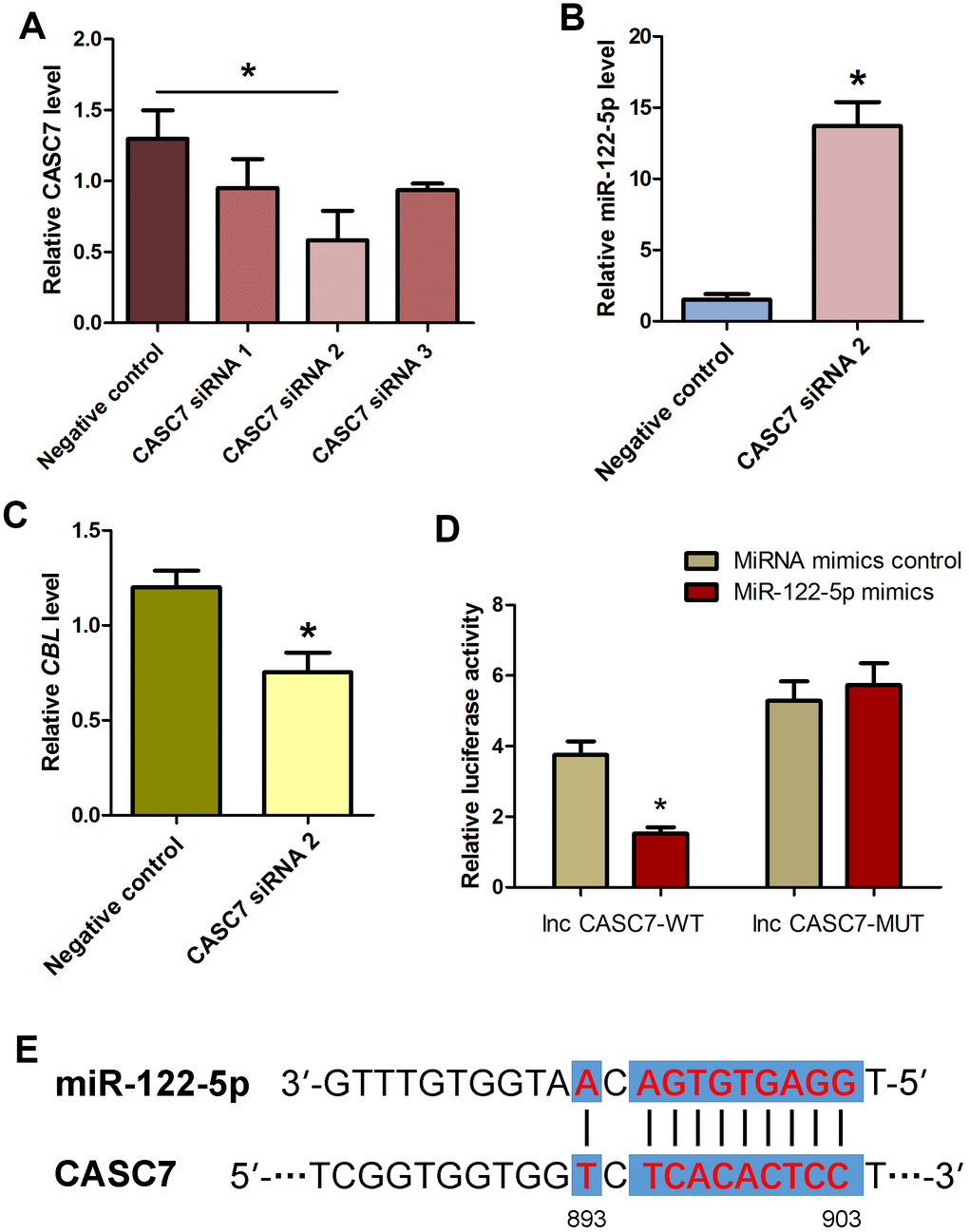 Influence of CASC7 silencing on level of MiRNA-122-5p and CBL as well as identification and verification of the direct binding of MiRNA-122-5p and CASC7 in human SSC line. (A) Real-time qPCR showed changes of CASC7 by CASC7 siRNA 1, CASC7 siRNA 2, and CASC7 siRNA 3 in human SSC line. * indicated statistically significant differences (PB) Real-time qPCR demonstrated miRNA-122-5p expression changes in human SSC line at day 2 after transfection of CASC7 siRNA 2 and the control siRNA.* denoted statistically significant differences (pC) Real-time qPCR showed the change of CBL in human SSC line at day 2 after transfection of CASC7 siRNA 2 and the control siRNA.* showed statistically significant differences (pD) Validation of the direct binding of miRNA-122-5p to wild type CASC7 and the mutated CASC7 by dual luciferase reporter assays. * indicated statistically significant differences (pE) The sequences of miRNA-122-5p complement with CASC7.