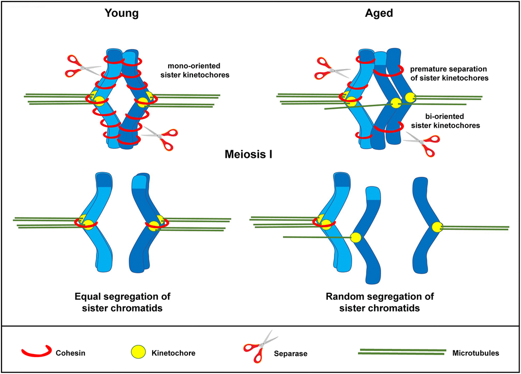 Schematic representation for loss of chromosome cohesion and the generation of single chromatids in MII oocytes as a result of maternal aging. The effect of advanced maternal age is depicted on a bivalent (dark and light blue) during meiosis I. Aging is associated with weakened cohesion (red rings). The increased distance between sister chromatid kinetochores prevents them from working as a single unit. They are therefore subject to random segregation, as opposed to equal segregation.