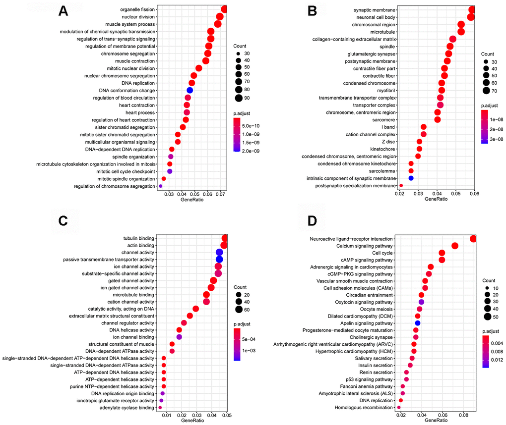 Enrichment analyses. (A) Biological process; (B) cellular component; (C) molecular function; (D) Kyoto Encyclopedia of Genes and Genomes (KEGG) pathways.