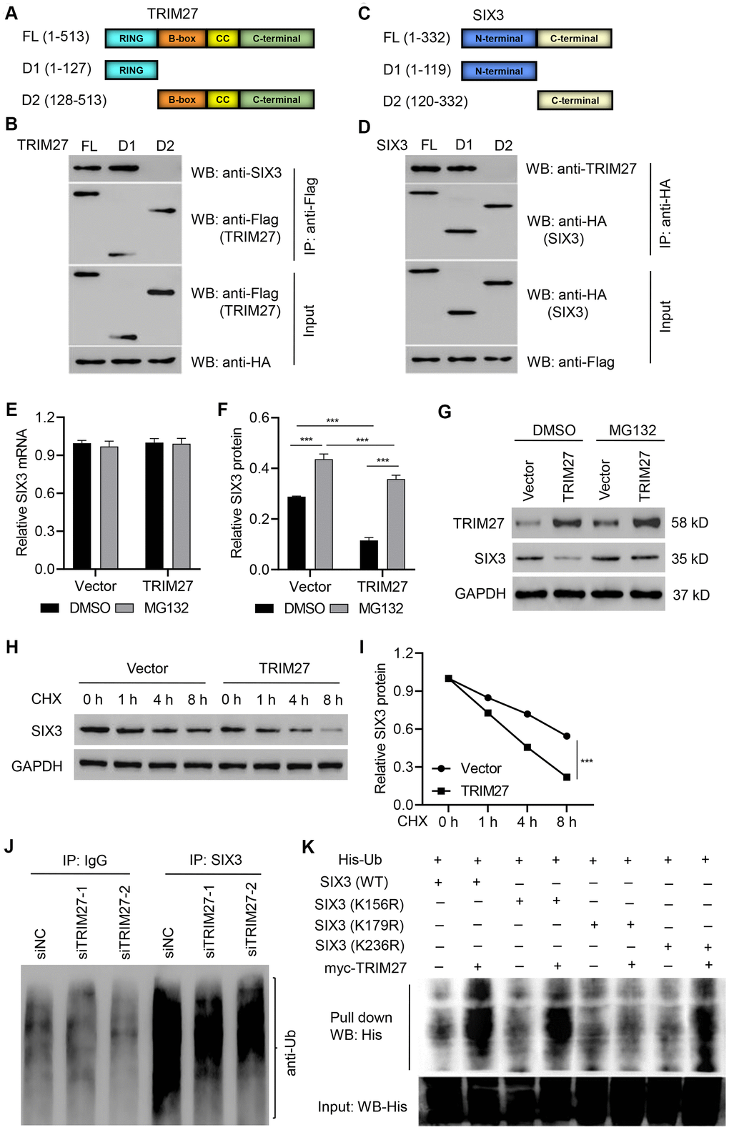 Identification of the binding motifs involved in TRIM27-SIX3 interaction. Schematic representation of FLAG-tagged full-length (A) TRIM27 or (C) SIX3 (FL), along with its various deletion mutants (D1 and D2). CC, coiled-coil domain. A549 cells were cotransfected with the (B) indicated HA-tagged SIX3 constructs along with those encoding FLAG-tagged TRIM27 or the (D) indicated FLAG-tagged TRIM27 constructs along with those encoding HA-tagged SIX3. Interaction between TRIM27 and SIX3 was determined by immunoprecipitation and immunoblotting. (E–G) A549 cells infected with pLVX-Puro-TRIM27 or blank pLVX-Puro vector were treated with DMSO or 10 μM MG132 for 4 h, and SIX3 expression was determined by quantitative real-time PCR and western blot analysis. (H, I) A549 cells infected with pLVX-Puro-TRIM27 or blank pLVX-Puro vector were treated with CHX (100 μg/mL), and SIX3 expression was determined by western blot analysis. (J) SIX3 was immunoprecipitated and immunoblotted in A549 cells transfected with siTRIM27-1 or siNC. (K) A549 cells were cotransfected with the SIX3 (WT) or mutant SIX3 constructs along with myc-TRIM27 and His-Ub constructs, and a pull-down assay was performed. All experiments were repeated at least three times, and data are represented as mean ± SD. (F) ***P 