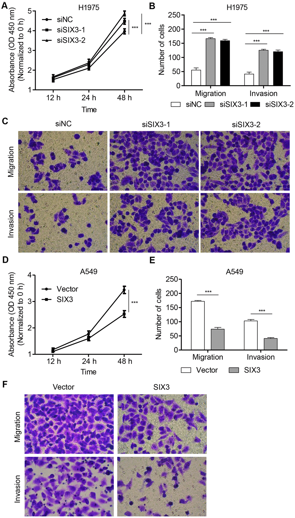 SIX3 regulates NSCLC cell proliferation, invasion, and migration. H1975 cells were transfected with siSIX3-1, siSIX3-2, or siNC, and cell proliferation (A), migration (B), and invasion (C) were determined by CCK-8 and transwell assay. A549 cells were infected with pLVX-Puro-SIX3 or blank pLVX-Puro vector, and cell proliferation (D), migration (E), and invasion (F) were determined by CCK-8 and transwell assay. All experiments were repeated at least three times, and data are represented as mean ± SD. ***P 