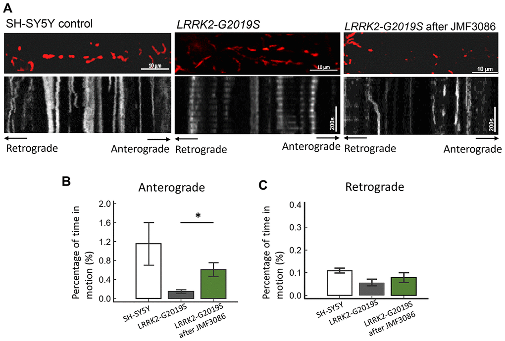 Enhanced expression of acetyl-tubulin by JMF3086 promoted mitochondrial antegrade movement in the axons of SH-SY5Y cells carrying LRRK2-G2019S. Mitochondrial movement was labeled by mito-GFP in representative axons. (A) Kymographs depicting mitochondrial motility. A segment of axon was imaged continuously for 3 hours with a short break to allow for drug administration. Images were acquired at 10-second intervals. Left, SH-SY5Y control cells without treatment. Middle, LRRK2-G2019S cells without treatment. Right, LRRK2-G2019S cells treated with 0.5 μM JMF3086 for 24 hours. (B, C) From kymographs in (A), we determined and averaged the percentage of time that each mitochondrion was in motion in an antegrade direction to the terminal neurite (B) or retrograde to the soma (C). n = 30–50 mitochondria from nine axons per genotype and treatment. Data represent mean ± SD. *PP