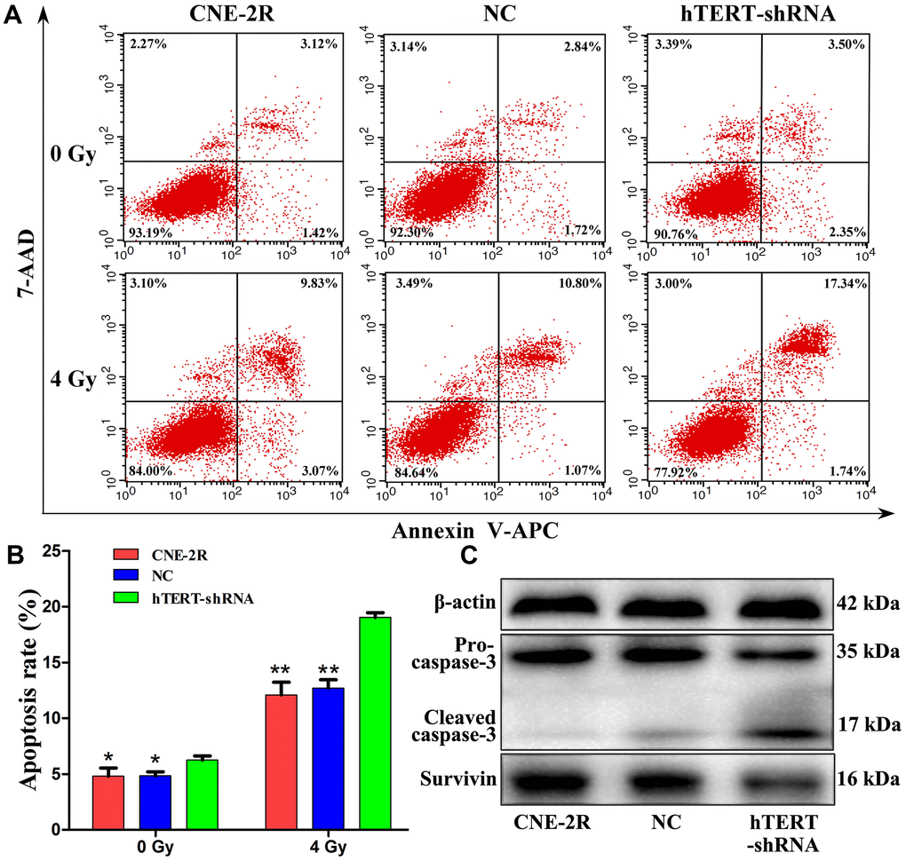 hTERT silencing promoted apoptosis. (A) The apoptosis rates after irradiation at 0 Gy and 4 Gy; (B) Histogram of the apoptosis rate in each group (* indicates PC) Expression of apoptosis-related proteins in each group after irradiation at 4 Gy.