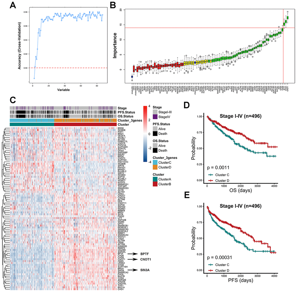 Characterized chromatin-remodeling factors selection based on random forest algorithm. (A) The relationship between the number of variables and model accuracy after multiple cross-validations of the random forest process was shown. The auxiliary line was added at 0.9 accuracy and the first point indicated 2 variables while the following points added one variable compared to the previous one. (B) The importance of each variable in model contribution was shown. The horizontal axis represents the position of 86 chromatin-remodeling factors in the rank of high to low importance from right to left. Red features were confirmed unimportant, yellow features were designated as tentative and green features were confirmed important. Three blue boxplots mapped to minimal, mean and maximum Z scores of shadow attributes respectively. (C) Z score gene expression level of 86 chromatin-remodeling factors among consensus cluster A and cluster B. Clinicopathological stage, outcome status and groups (cluster C and cluster D) of consensus cluster based on BPTF, CNOT1, and SIN3A were annotated in the heatmap. (D) Comparison of overall prognostic differences between Cluster C and Cluster D upon all stage patients. (E) Comparison of progression-free prognostic differences between Cluster C and Cluster D upon all stage patients.