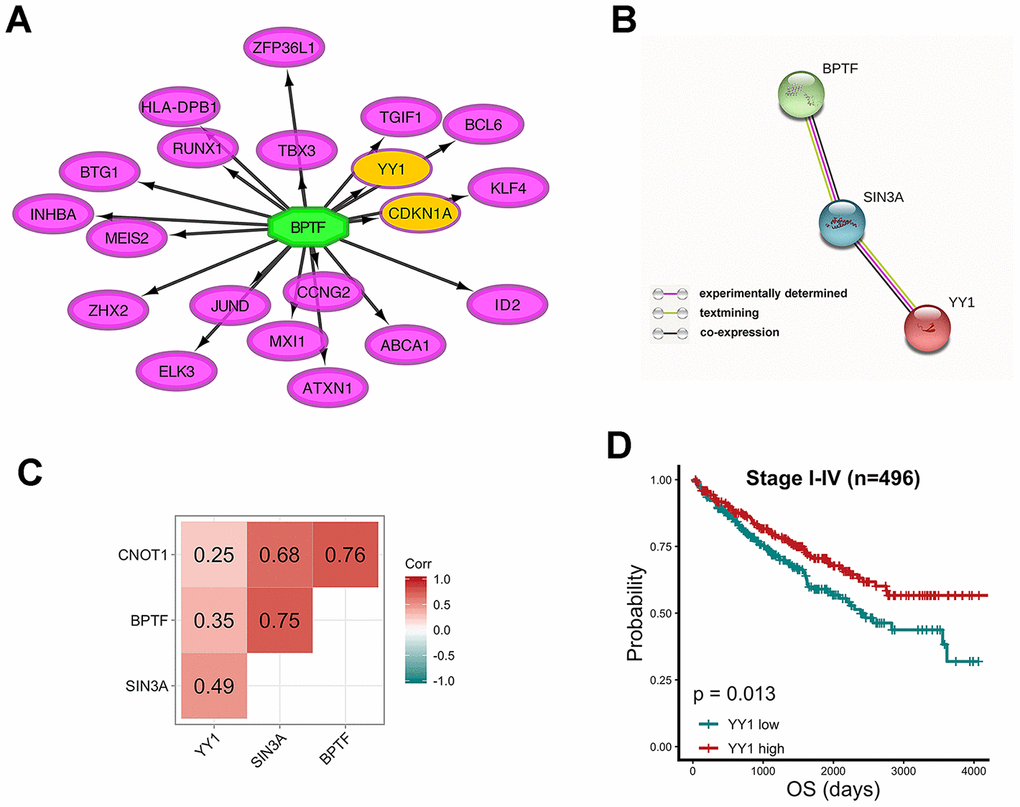 Relationship between characterized chromatin-remodelers and YY1 (A) Top 20 predicted target genes of BPTF. (B) The interactive relationship between BPTF, SIN3A and YY1 produced by STRING. (C) Pearson correlation between the expression levels of BPTF, CNOT1, SIN3A and YY1 upon 496 TCGA-KIRC patients. (D) Comparison of overall prognostic differences between YY1 high and low expression groups by median cut-off value.