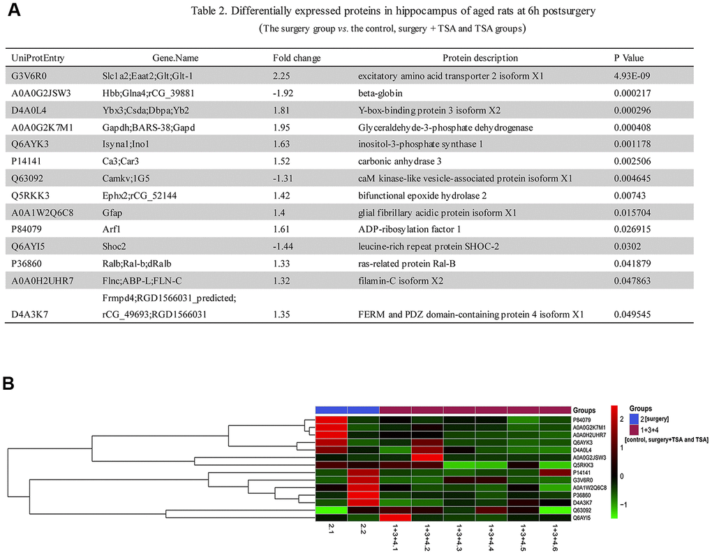 Laparotomy alters hippocampal protein profile in rats. (A) List of regulated proteins in hippocampus of aged rats at 6 h after surgery. (B) Hierarchical clustering of differentially regulated hippocampal proteins exhibiting their expressions in surgery group vs. control, surgery + TSA and TSA groups. Up-regulated protein expression values are displayed in red, the down-regulation values are in blue, and the intermediate values are in shades of red and blue.