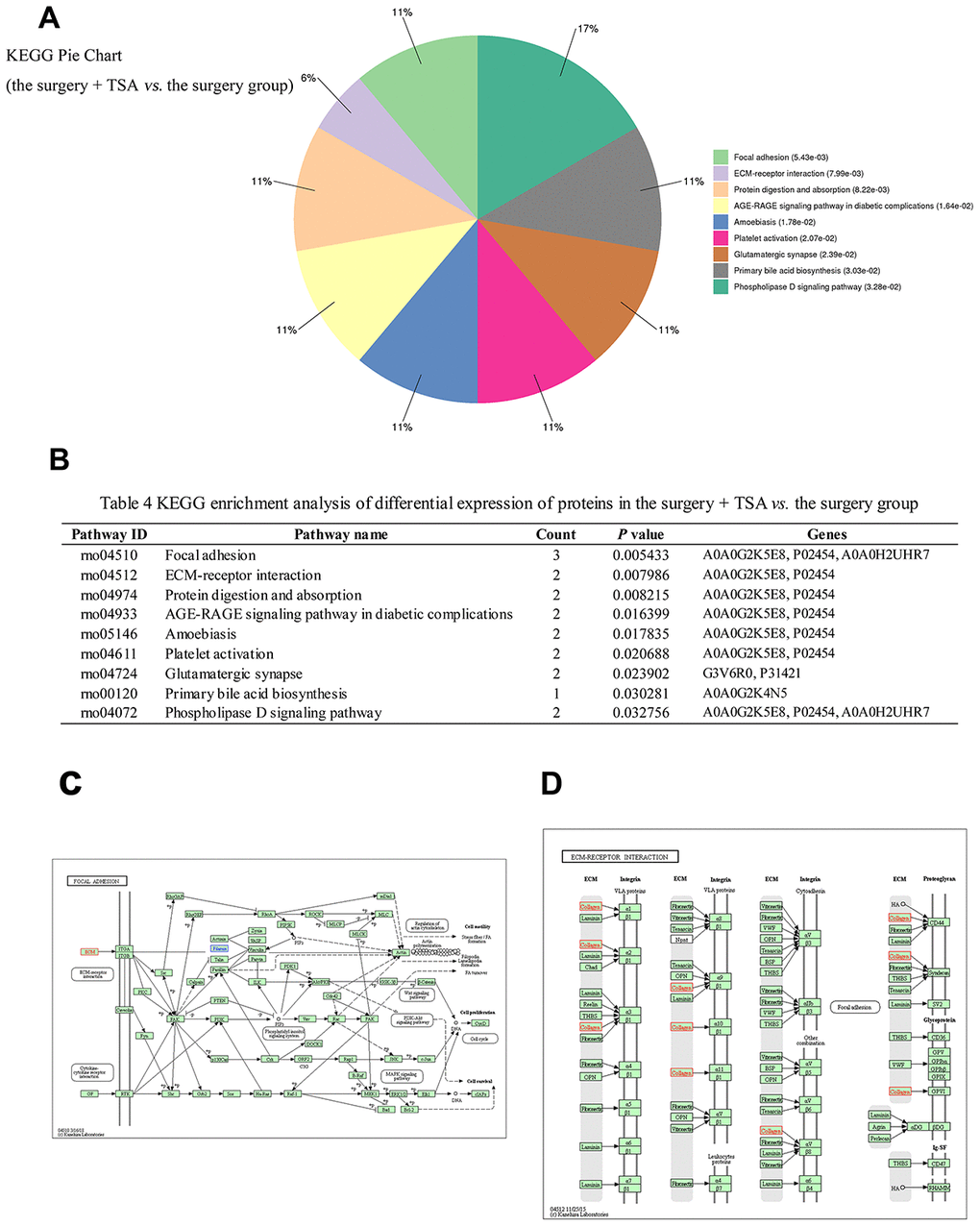 KEGG pathway analysis in the surgery + TSA group vs. the surgery group at 6 h post-surgery. (A) Top nine significantly enriched pathways identified by KEGG analysis. (B) Pathway enrichment analysis of differential expression of proteins. (C, D) Results show proteins involved in the focal eadhesion and ECM-receptor interaction pathways. Red colors represent the proteins that are upregulated, and blue colors represent the proteins that are downregulated.