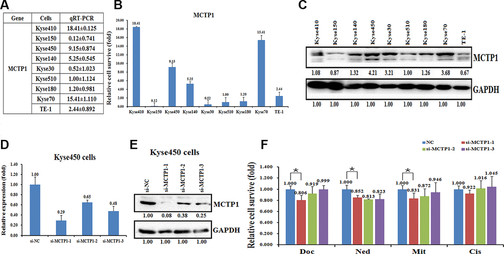Effects of a forced reversal of the MCTP1 levels on the drug resistance of Kyse450 cells. The levels of MCTP1 mRNA (A and B) and protein level (C) determined by qRT-PCR and western blot analysis in the nine esophageal cancer cell lines. The levels of mRNA (D) and MCTP1 protein level (E) determined by qRT-PCR and western blot analysis in the si-MCTP1-transfected versus the NC-transfected Kyse450 cells. (F) The CCK8 assays showing cell death triggered by an IC50 dose of drug in Kyse510 cells transfected with three different regions’ si-MCTP1 versus the negative control (NC) assayed 72hr after treatment with the IC50 dose of drugs.