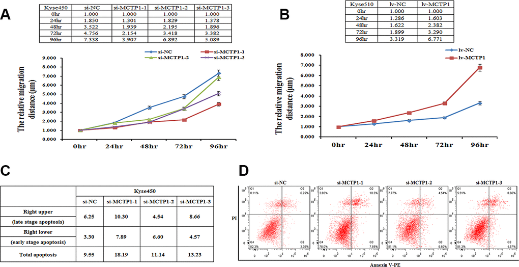 MCTP1 expression level affecting cell proliferation and apoptosis. (A) The cell proliferation assays showed the lower proliferation capacity of Kyse450 cells when transfected with three different regions’ si-MCTP1 versus the negative control (NC). (B) The higher proliferation capacity of Kyse510 cells infected with MCTP1 overexpression lentivirus vector versus the negative control (NC). (C, D) FACS analysis of the effects of the three different regions’ si-MCTP1 versus the negative control (NC) on apoptosis in Kyse450 cells.