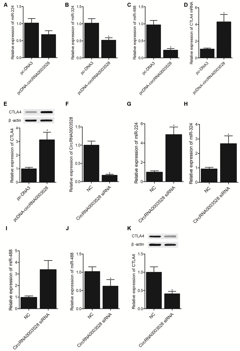 Establishment of a molecular signaling pathway (*P value  (A) The expression of miR-224-5p in THP-1 cells transfected with hsa