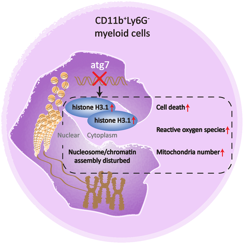 A cartoon illustrating the role of Atg7 in maintaining proper nucleosome assembly in bone marrow CD11b+Ly6G- myeloid cells. Deletion of Atg7 results in an increased percentage of the CD11b+Ly6G- cell population in the bone marrow of mice, accumulation of histone H3.1, cytoplasmic rather than nuclear localization, upregulation of genes related to nucleosome assembly, as well as upregulated aging markers in the CD11b+Ly6G- population, thereby suggesting a pivotal role of Atg7 in maintaining proper nucleosome assembly and limiting aging progression in the bone marrow CD11b+Ly6G- population.