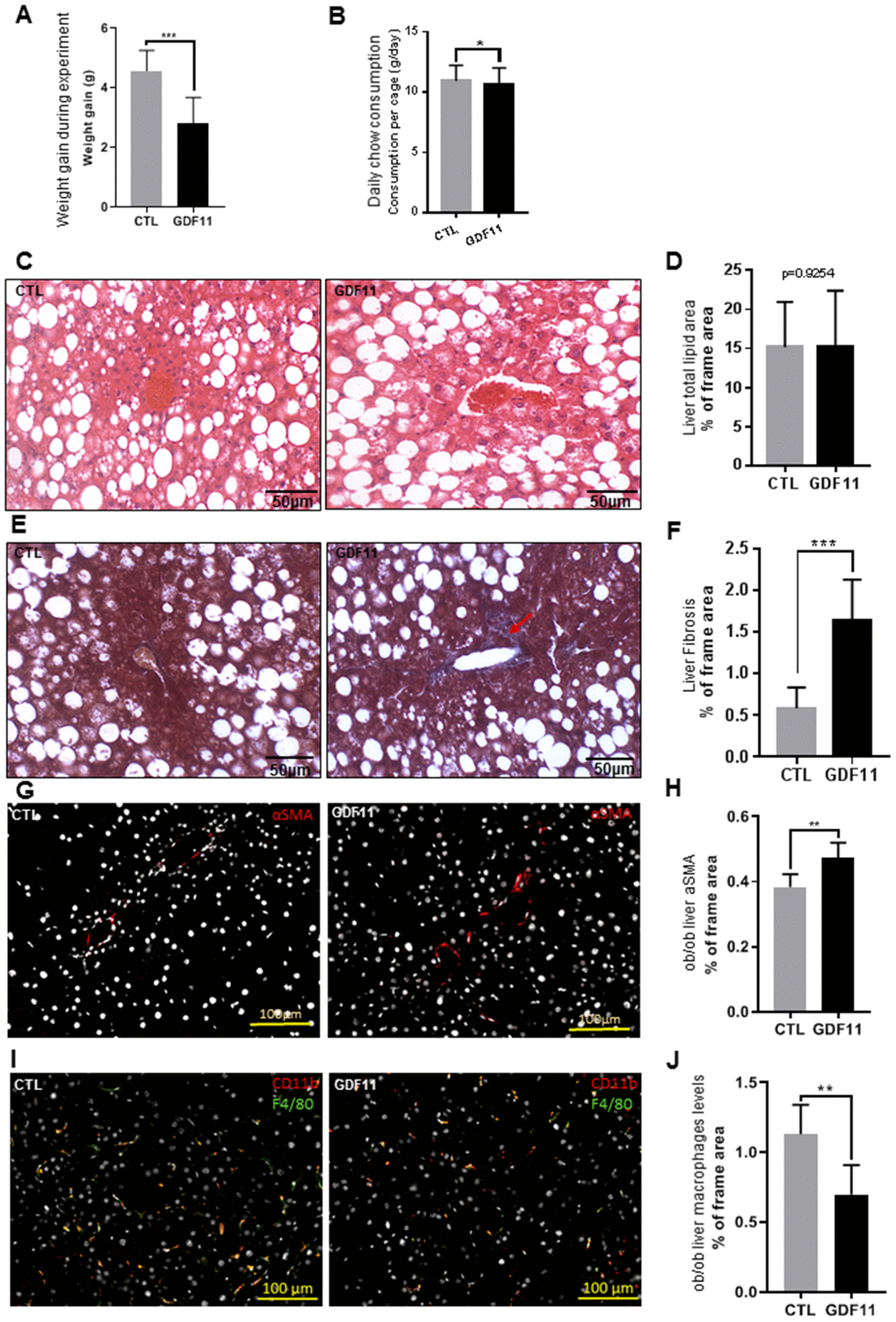 GDF11 accelerates NAFLD progression in obese mice. Obese (ob/ob) mice (n=12 mice per group) were injected daily (for 14 days) with either GDF11 (0.1 mg/kg) or saline. Graphs showing (A) average weight gain during the experiment and (B) average food consumption per cage (n=2 mice per cage). (C) Representative images of H&E stained livers from CTL and GDF11-treated ob/ob mice (n=6 mice per group, 200x magnification). (D) Quantitative morphometric analyses of total lipid area (% of imaged area) as in (C) (n=6 per group, at least fifteen randomly chosen fields per sample were evaluated). (E) Representative images of Masson’s trichrome histological staining to visualize liver fibrosis in CTL and GDF11-treated ob/ob mice (n=6 per group, at least fifteen randomly chosen fields per animal were evaluated, 200x magnification). The red arrow indicates area with increased staining. (F) Morphometric quantification of liver fibrosis (% of total imaged area) (n=6 per group, at least fifteen randomly chosen fields per sample were evaluated). (G) Representative images of αSMA immunostained livers from CTL and GDF11-treated ob/ob mice (n=6 per group, 200x magnification). (H) Quantitative morphometric analyses of total αSMA stained area (%) as in (G) (n=6 per group). (I) Representative images of F4/80 immunostained livers from CTL and GDF11-treated ob/ob mice (n=6 per group, 200x magnification). (J) Quantitative morphometric analyses of total F4/80 stained area (%) as in (I) (n=6 per group at least fifteen randomly chosen fields per sample were evaluated). Data are represented as the mean±SD (or indicated otherwise) * p