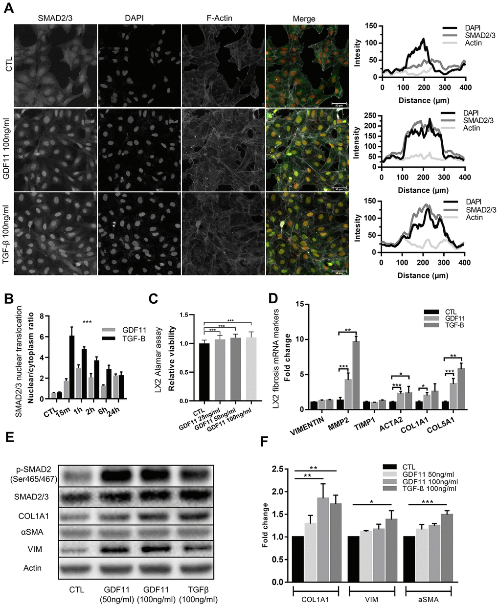 Stellate cells are activated and produce ECM components after GDF11 exposure. (A) Activation of the LX2 stellate cell line by GDF11 (100 ng/ml) or TGF-β (100 ng/ml, positive control) (scale= 100μm). (B) The nuclear translocation ratio of SMAD2/3 complexes after GDF11 and TGF-β treatment (n=3 per group). (C) Cell viability was assessed in LX2 cells, treated with different doses of GDF11 (25, 50, 100 ng/ml) for 48 hours, by using alamarBlue™ Cell Viability Reagent. (D) Relative mRNA expression of liver fibrosis/stellate cells activation markers in LX2 cells after exposure to GDF11 (100 ng/ml) or TGF-β (100 ng/ml). (E) Protein expression levels of liver fibrosis/stellate cells activation markers in LX2 cells after GDF11 or TGF-β exposure. Protein expression of selected effectors (pSMAD2, COL1A1, αSMA, vimentin (VIM), actin, GAPDH) were quantitatively assessed by immunoblotting in LX2 cells exposed or not for 48 h to GDF11 (50 or 100 ng/ml) or stimulated for 48h with TGF-β (100 ng/ml). Images are representative of three independent experiments. (F) Data quantification represents the means ± SD. * p