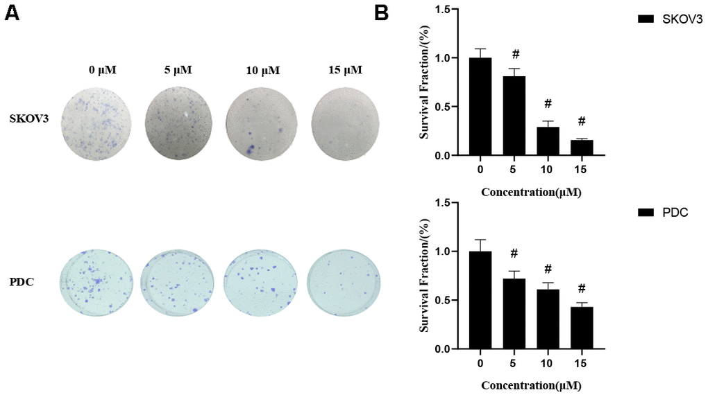 Effects of cardamonin on clonogenic survival of SKOV3 and PDC. (A) Representative images showing clonogenic survival assays with SKOV3 and PDC cells. (B) Graphs showing changes in the clonogenic survival fraction. SD signifies standard deviation, #P 