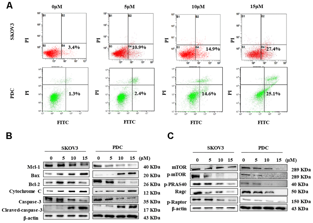 Cardamonin treatment induces apoptosis and inhibits the mTOR pathway in ovarian cancer cells. (A) Representative images of apoptosis detected with Annexin V-FITC and PI staining in SKOV3 cells and PDC. Cells were treated with different concentrations of cardamonin for 48 h. Percentages in the bottom right and top right quadrants represent early and late apoptosis, respectively. (B) Western blot showing change of protein expressions of Mcl-1, Bax, Bcl-2, cytochrome C, caspase-3 and cleaved caspase-3. (C) Western blot showing chang of protein expression of mTOR, p-mTOR, p-PRAS40, Ragc, and p-Raptor. β-actin was included as a loading control.