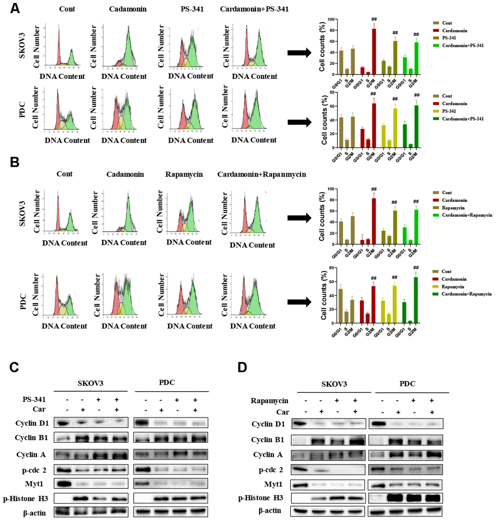 Cardamonin induces cell cycle arrest in SKOV3 and PDC cells through NF-κB and mTOR pathways. (A) Representative results of flow cytometry analysis of SKOV3 cells and PDC treated with cardamonin (15 μM) or PS-341 (50 nM). Graphs depicting changes in the percentage of cells at each phase of the cell cycle. (B) Representative results of flow cytometry analysis of SKOV3 and PDC treated with cardamonin (15 μM) or rapamycin (20 nM). Graphs depicting changes in the percentage of cells at each phase of the cell cycle. (C) Western blots showing the effects of cardamonin (15 μM) and PS-341 (50 nM) on expression of cyclin D1, cyclin A, cyclin B1, p-cdc2, Myt1 and p-Histone H3. (D) Western blots showing the effects of cardamonin (15 μM) and rapamycin (20 nM) on expression of cyclin D1, cyclin A, cyclin B1, p-cdc2, Myt1 and p-Histone H3. Data represent average results from three independent experiments; SD signifies standard deviation (n=3), ##P