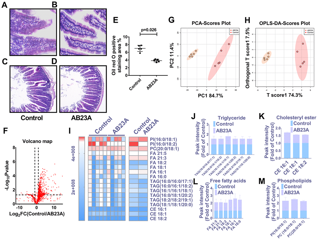 AB23A maintains the structural stability of the jejunum in ovariectomized ApoE-/- mice by improving the jejunal lipid mass spectrum. Ovaries were removed from 8-week-old female ApoE-/- mice, and the mice were fed a high-fat diet with saline or AB23A (2.55 mg/kg) daily for 12 weeks. The proximal jejunum lipids were extracted and detected by HPLC-Q-TOF/MS, and statistical analysis was performed according to different mathematical models. (A, B) Representative image of oil red O staining of the proximal jejunum. Original magnification: 40×. (C, D) Representative HE staining of ovariectomized ApoE-/- mice with proximal jejunal lesions. Original magnification: 20×. (E) Quantification of the lipid area in the villi (n=5/group). p-values represent comparisons with the control group. The data are expressed as the mean ± SEM (n=5/group). (F) The volcano plot shows the difference in the lipid metabolites between the AB23A-treated group and the control group. (G) The PCA score chart shows the differences in the plasma samples from the AB23A-treated group (Orange) and the model control group (Red). PC1=84.7%, PC2=11.4%. (H) The OPLS-DA score chart shows the AB23A-treated group (Orange) and the control group (Red). The adaptability and predictive ability are expressed as follows: T score1=74.3%, Orthogonal T score1=19.7%. (I) The heat map shows that after screening, AB23A can significantly affect the different classes of plasma lipids. (J–M) The box plots show the relative lipid content of each category. The data are expressed as the mean ± SEM (n=5/group).