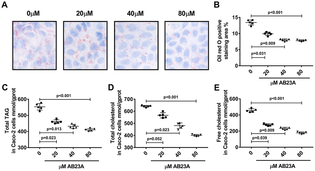 AB23A reduces lipid accumulation in Caco-2 cells cultured under high-fat conditions. Caco-2 cells cultured under high-fat conditions were exposed to different concentrations of AB23A (0, 20, 40, or 80 μM) for 24 h. (A) Representative image of Oil Red O staining of Caco-2 cells. Original magnification: 200×. (B) Quantification of the intracellular lipid droplet area (n=5/group). (C–E) Kits were used to measure the levels of total cholesterol, total triglycerides, free cholesterol, and cholesterol esters in Caco-2 cells. All the results were obtained from three independent experiments. p-values represent comparisons with controls. The values represent the mean ± SEM (n=6/group).