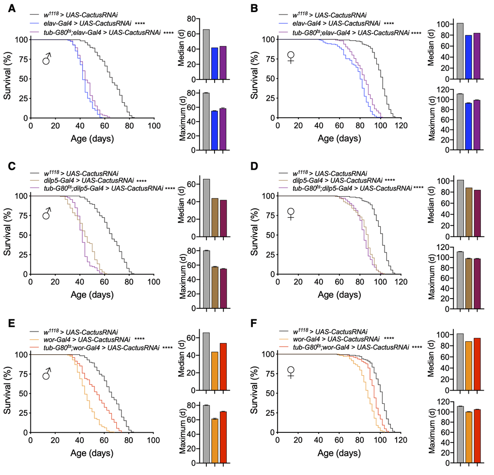 Lifespan effects of Toll pathway activation in IPCs and neuroblasts are stage-dependent. (A, B) Survival, median lifespan, and 10% max lifespan of elav-Gal4/UAS-CactusRNAi males (blue), tub-Gal80ts/+;elav-Gal4/UAS-CactusRNAi males (purple), and +/+;UAS-CactusRNAi/+ (black) control males (A). Corresponding lifespan analysis for females (B). (C, D) Survival, median lifespan, and 10% max lifespan of dilp5-Gal4/+;UAS-CactusRNAi/+ males (brown), dilp5-Gal4/+;tub-Gal80ts/UAS-CactusRNAi males (purple), and +/+;UAS-CactusRNAi/+ (black) control males (C). Corresponding lifespan analysis for females (D). (E, F) Survival, median lifespan, and 10% max lifespan of wor-Gal4/+;UAS-CactusRNAi/+ males (orange), wor-Gal4/+;tub-Gal80ts/UAS-CactusRNAi males (red), and +/+;UAS-CactusRNAi/+ (black) control males (E). Corresponding lifespan analysis for females (F). Data information: statistics for curve comparisons are shown in the figure. Error bars represent mean ± SEM. **** p