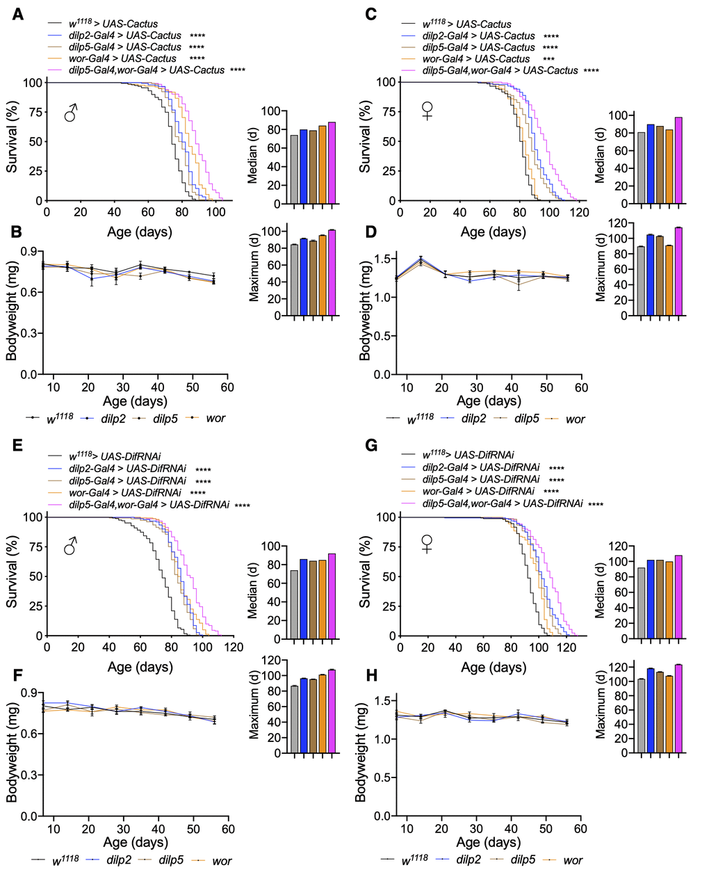 Inhibition of Toll pathway signaling in IPCs or neuroblasts increases lifespan. (A–D) Survival, median lifespan, and 10% max lifespan (A) and bodyweight (B) of dilp2-Gal4/UAS-Cactus males (blue), dilp5-Gal4/UAS-Cactus males (brown), wor-Gal4/UAS-Cactus males (orange), dilp5-Gal4,wor-Gal4/UAS-Cactus males (magenta), and UAS-Cactus/+ (black) control males. Corresponding lifespan analysis (C) and bodyweight (D) for females. (E–H) Survival, median lifespan, and 10% max lifespan (E) and bodyweight (F) of dilp2-Gal4/+;UAS-DifRNAi/+ males (blue), dilp5-Gal4/+;UAS-DifRNAi/+ males (brown), wor-Gal4/+;UAS-DifRNAi/+ males (orange), dilp5-Gal4,wor-Gal4/+;UAS-DifRNAi/+ males (magenta), and +/+;UAS-DifRNAi/+ (black) control males. Corresponding lifespan analysis (G) and bodyweight (H) for females. Data information: statistics for curve comparisons are shown in the figure. Error bars represent mean ± SEM. *** p