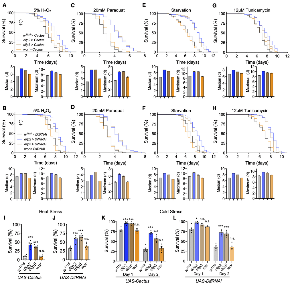 Inhibition of Toll pathway signaling in IPCs improves survival in stress conditions. (A, C, E, G) Survival, median survival, and 10% max survival of dilp2-Gal4/UAS-Cactus females (blue), dilp5-Gal4/UAS-Cactus females (brown), wor-Gal4/UAS-Cactus females (orange), and UAS-Cactus/+ (black) control females exposed to 5% H2O2 (A), 20mM paraquat (C), starvation (E), or 12μM tunicamycin (G). (B, D, F, H) Survival, median survival, and 10% max survival of dilp2-Gal4/+;UAS-DifRNAi/+ females (blue), dilp5-Gal4/+;UAS-DifRNAi/+ females (brown), wor-Gal4/+;UAS-DifRNAi/+ females (orange), and +/+;UAS-DifRNAi/+ (black) control females exposed to 5% H2O2 (B), 20mM paraquat (D), starvation (F), or 12μM tunicamycin (H). (I, J) 24 hr survival of UAS-Cactus crosses (I) or UAS-DifRNAi crosses (J) outlined above after exposure to 37° C heat stress. (K, L) 24 and 48 hr survival of UAS-Cactus crosses (K) or UAS-DifRNAi crosses (L) outlined above after exposure to 0° C cold stress and allowed to recover for 24 or 48hr. Data information: statistics for curve comparisons are shown in the figure. Error bars represent mean ± SEM. * pA–H). n = 4-5 vials of 20 flies for each genotype in temperature stress assays (I–L).