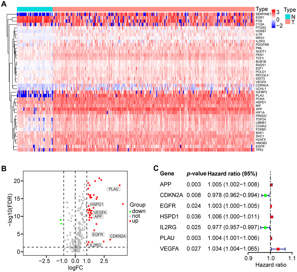 Differential expression of aging-related genes (AGs) and 7 AGs of prognostic risk models in HNSCC samples. (A) Hierarchical cluster heat map visualizing 41 differentially expressed AGs (DEAGs). (B) Volcano plot showing 39 upregulated and 2 downregulated DEAGs (FDR  1). (C) Forest plot showing the characteristics of 7 risk DEAGs in the prognostic risk models.