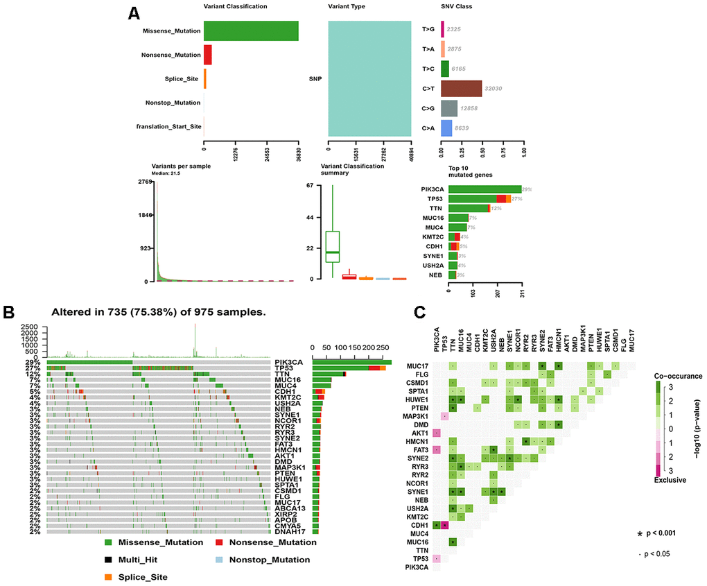 The landscape of mutation genes in BRCA samples. (A) Classification of mutation types according to different categories, in which missense mutation accounts for the most fraction; SNP appears in all mutations; and C>T is the most common SNV; tumor mutational burden in specific samples; the top 10 mutated genes in BC. (B) Mutation information of each gene in each sample is shown in the waterfall plot, in which various colors with annotations at the bottom represent the different mutation types. The bar plot above the legend shows the tumor mutational burden; (C) The coincident and exclusive associations across mutated genes. SNP, single nucleotide polymorphism; SNV, single nucleotide variants; BRCA, breast cancer.