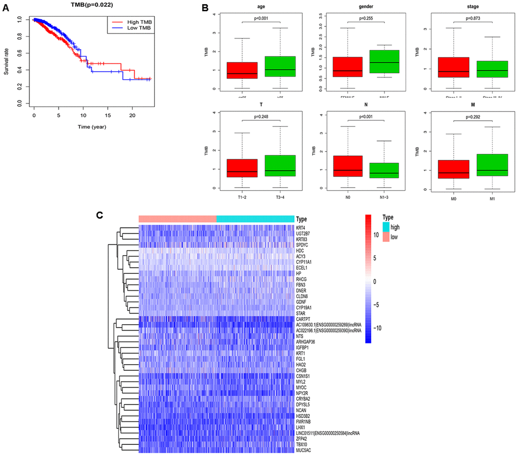 Performance evaluation of TMB and DEGs in the high and low TMB groups. (A) Prognosis of TMB. The survival curves of the high and low TMB groups intersect (P=0.022); (B) The associations of the clinical characteristics with TMB. Higher TMB levels were associated with over 65 years old and the N0 stage (PC) The top 40 DEGs are shown in the heatmap plot. TMB, tumor mutation burden; DEGs, differentially expressed genes; N0, no lymph nodes are involved.