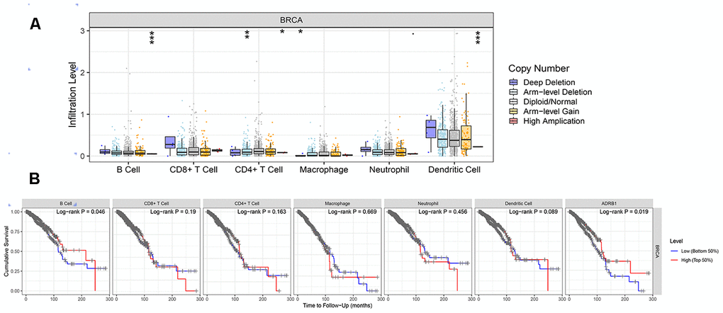 Correlations between the CNV of ADRB1, immune cell infiltration, and prognosis. (A) High amplification of ADRB1 in B cells and dendritic cells (pB) High levels of B cells and ADRB1 suggested better prognosis of BRCA (p