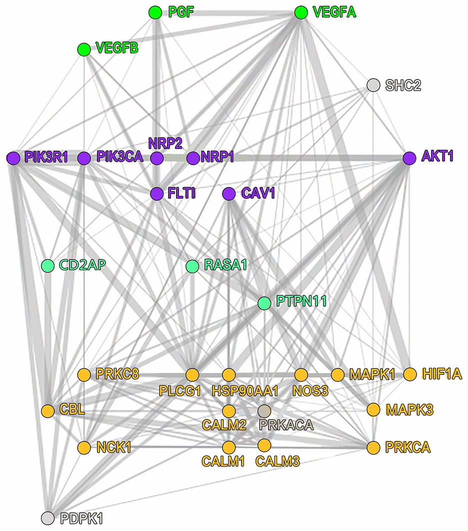 VEGFR1-specific signaling pathway that HIF1A participates in. VEGFR1, vascular endothelial growth factor receptor 1; HIF1A, hypoxia-inducible factor 1.