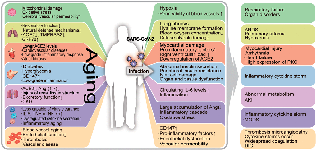 The effects of aging on the organism and its relationship with COVID-19-associated deterioration. Aging patients are more susceptible to SARS-CoV-2, which leads to the exacerbation of COVID-19. Aging has a negative impact on the human organ system, causing its functional decline. The aging process is accompanied by a state of low-grade inflammation, and the elderly are more susceptible to SARS-CoV-2 infection. Under the influence of the virus, the damage to infected aging patients is further worsened, resulting in serious secondary diseases. In the figure, "↑" means the number increases, the function or effect is enhanced; "↓" means the number decreases, the function or effect is weakened. ERS: endoplasmic reticulum stress; ACE2: angiotensin-converting enzyme 2; TMPRSS2: transmembrane protease serine 2; ADAM17: a disintegrin and metalloprotease 17; ARDS: acute respiratory distress syndrome; AKI: acute kidney injury; PKC: protein kinase C; ROS: reactive oxygen species; CKD: chronic kidney disease; DIC: disseminated intravascular coagulation.