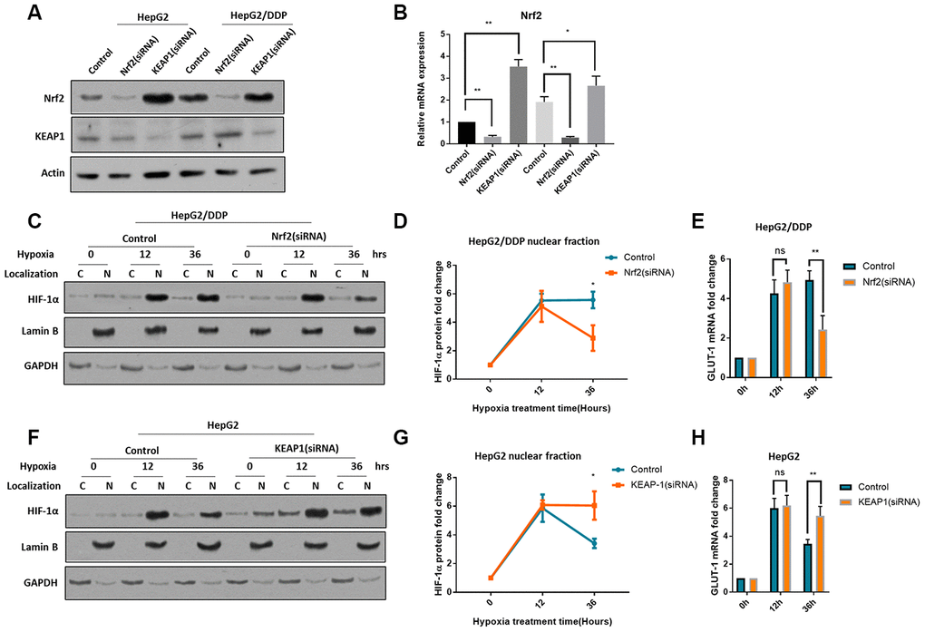 Nrf2 hyper-activation is required for sustained HIF-1α induction in HepG2/DDP cells. (A) Up-regulation of Nrf2 by KEAP1 knockdown. HepG2 and HepG2/DDP cells were transfected with siRNA specific to Nrf2 or KEAP1. Protein levels of Nrf2, KEAP1 and actin control were examined by Western blot. (B) Quantification of 3 experiments in (A). Student’s t-test was performed to evaluate the statistical significance. *PC) Nrf2 knockdown blocked the sustained induction of HIF-1α in HepG2/DDP cells by hypoxia. Cells were transfected with Nrf2-specific siRNA for 24 hours, then incubated at hypoxic condition (5% O2) for indicated time. Nuclear (N) and cytoplasm (C) were separated. HIF-1α, Lamin B (marker for nucleus) and GAPDH (marker for cytoplasm) were examined by Western blot using specific antibodies. (D) Quantification of nuclear HIF-1α protein levels in HepG2/DDP cells from 2 experiments shown in (C). Data were normalized to time 0. Student’s t-test: *PE) Nrf2 knockdown blocked the sustained induction of HIF-1α target gene GLUT-1 in HepG2/DDP cells by hypoxia. Cells were transfected with Nrf2-specific siRNA for 24 hours, then incubated at hypoxic condition (5% O2) for indicated time. Total mRNA was extracted and reversed transcribed. GLUT-1 cDNA was examined by RT-qPCR. Data from 3 experiments were plotted and analyzed with Student’s t-test: ns, not significant, **PF) KEAP-1 knockdown blocked the rapid degradation of HIF-1α in HepG2 under hypxia. siRNA knockdown, nuclear purification and Western blot was performed as shown in (C). (G) Quantification of Western blot signals in (F). Data were normalized to time 0. Student’s t-test was performed to evaluate the statistical significance. *PH) KEAP1 knockdown blocked GLUT-1 down-regulation in HepG2 cells under hypoxia. Data from 2 repeats normalized to time 0. Student’s t-test: *P