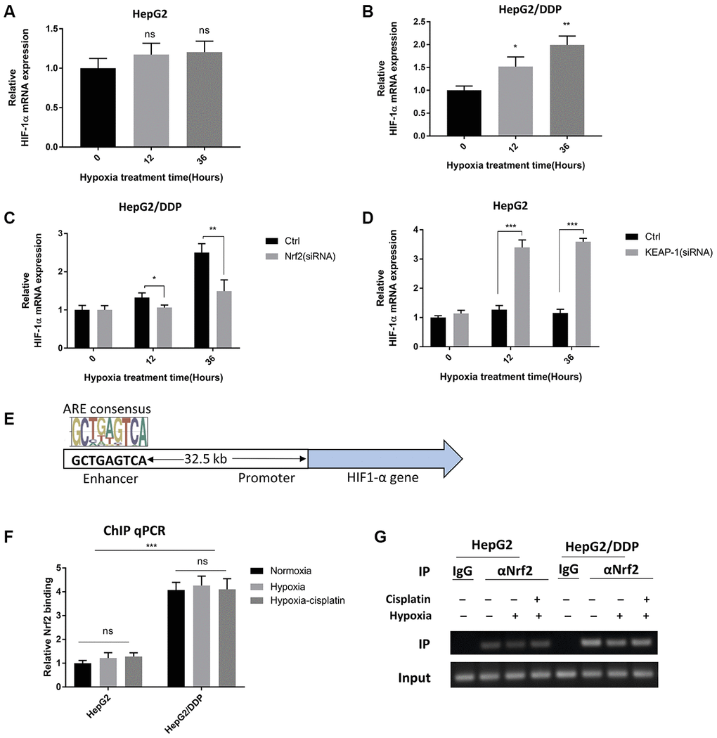 Nrf2 binds to a HIF-1A enhancer element in a hypoxia-insensitive manner. (A) HIF-1α mRNA levels were not changed by hypoxia in HepG2 cells. HepG2 cells were incubated under hypoxic condition (5% O2) for indicated time. mRNA was prepared and RT-qPCR was performed with HIF-1A specific primers. Student’s t-test was performed to evaluate the statistical significance: ns, not significant. (B) HIF-1α mRNA was up-regulated by hypoxia in HepG2 cells. Experiments were performed as in (A). Student’s t-test was performed to evaluate the statistical significance. *PC) Hypoxia-induced HIF-1α mRNA expression was Nrf2-dependent in HepG2/DDP cells. HepG2/DDP cells were transfected with Nrf2-specific siRNA then incubated under mild hypoxic condition (5% O2) for indicated time. RT-qPCR was performed as in (A). Student’s t-test: *PD) Nrf2 hyper-activation increased HIF-1α mRNA expression in HepG2 cells under hypoxia. HepG2 cells were transfected with KEAP1-specific siRNA then incubated with 5% O2 for indicated time points. RT-qPCR was performed as in (A). Student’s t-test: ***PE) Diagram showing the conserved Nrf2 binding site at the 5’-end of HIF-1α gene. This site has been shown to be bound by Nrf2 and regulate HIF-1α expression before. (F) Nrf2 binding to HIF-1α enhancer stronger in HepG2/DDP than HepG2 cells and was not sensitive to hypoxia. HepG2 and HepG2/DDP cells were chromatin-immuno-precipitated (ChIP) by using Nrf2-specific antibody. The binding of the conserved site shown in (E) was detected by RT-qPCR. Student’s t-test: ***PG) Confirming Nrf2 binding to HIF-1α enhancer by regular PCR. Indicated ChIP samples from (F) were amplified with specific primers to the conserved Nrf2 binding site by regular PCR then subject to DNA electrophoresis.