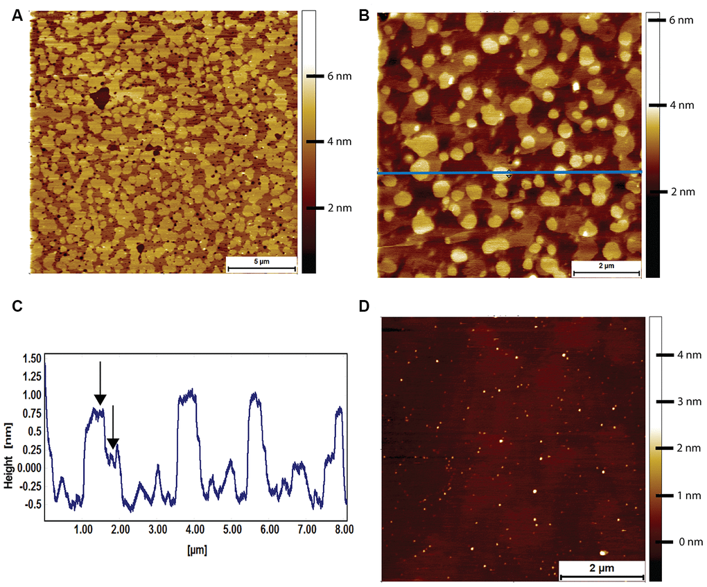 AFM tapping mode images of brain-derived supported lipid bilayers. (A) Supported bilayer made from naked mole-rat brain-derived lipids in PBS. More than 80% of the membrane is made up of phase separated islands of ~1.5 nm in height relative to the surrounding liquid disordered phase. (B, C) Supported bilayer made of naked mole-rat brain lipids showing a two-tier raft structure, the horizontal blue line corresponding to the height profile in C, where the two-tier raft structure is evident from the peaks having a shoulder, the first at ~0.75 nm, the second at ~1.25 nm, indicated by arrows in the figure. (D) Supported lipid bilayer made from mouse brain derived lipids. In contrast to the naked mole-rat bilayers there is little evidence of phase separation.