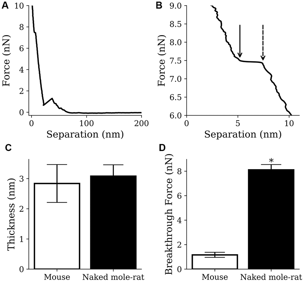 AFM results from mouse samples (n=1220) and naked mole-rat samples (n=2859) lipid bilayer indentations. (A, B) Example indentation on a naked mole-rat bilayer (A), where multiple breakthrough events were detected only the event closest to the mica (B) was recorded. The points indicated by the dashed and solid arrow in panel B show the start and end of the breakthrough event respectively. Thickness was recorded as the difference in separation between the points and breakthrough force was recorded at the start of the breakthrough indicated by the dashed arrow. (C) Thickness values of 3.1 ± 0.4 nm and 2.8 ± 0.6 nm were recorded for the naked mole-rat and mouse lipid bilayers respectively. (D) Breakthrough force values of 8.1 ± 0.4 nN and 1.2 ± 0.2 nN were recorded for the naked mole-rat and mouse lipid bilayers respectively. Data are expressed as mean ± SEM. Statistical analysis was performed using the unpaired t test. *p