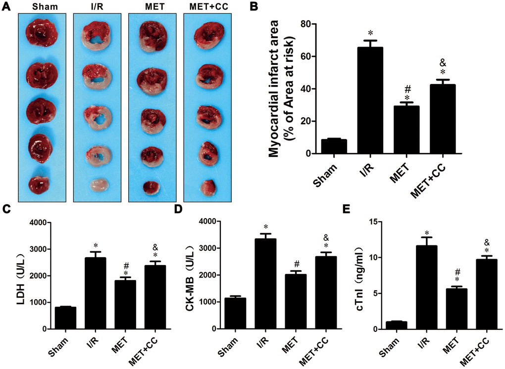 Metformin ameliorated IR-induced cardiac tissue damage in a rat I/R injury model. (A) Representative images of myocardial infarct size stained by TTC staining. (B) Myocardial infarct volumes presented as percentage of infarct area/area at risk (n = 6–8 per group). (C) Mean levels of lactate dehydrogenase (LDH) in all groups (n = 6 per group). (D) Mean levels of creatine kinase-MB (CK-MB) in all groups (n = 6 per group). (E) Mean levels of cardiac troponin I (cTnI) in all groups (n = 6 per group). Values are expressed as the mean ± SEM. * P P P 