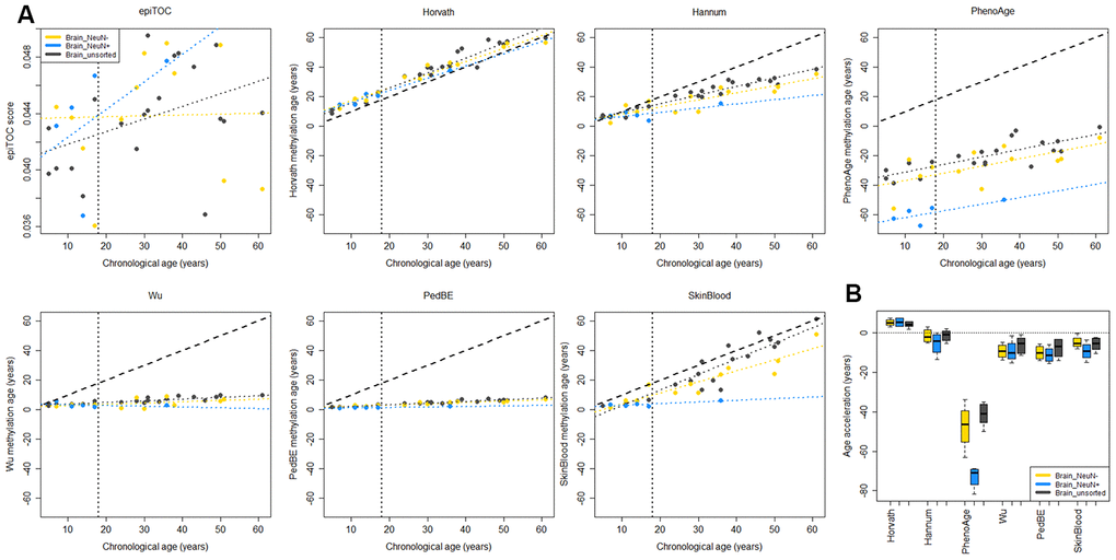 Comparison of methylation clocks for sorted brain cells. (A) The seven methylation clocks applied on matched samples from six children (≤18 years old) and 15 adults (separated by the vertical dotted line). Samples include unsorted brain tissue, and FACS sorted cells that are positive (NeuN+) and negative (NeuN-) respectively for a neuronal marker. The dashed diagonal line shows y=x, a perfect correlation between methylation age and chronological age, for reference, and the diagonal dotted lines display the regression lines of chronological age to methylation age for the three sample types. (B) Boxplot of age acceleration for the three sample types for the pediatric samples (boxplot for adult samples in Supplementary Figure 4). For the PhenoAge methylation clock, the NeuN+ cells have significantly lower age acceleration than NeuN- (adj. p = 0.024) and unsorted brain (adj. p = 0.0003).